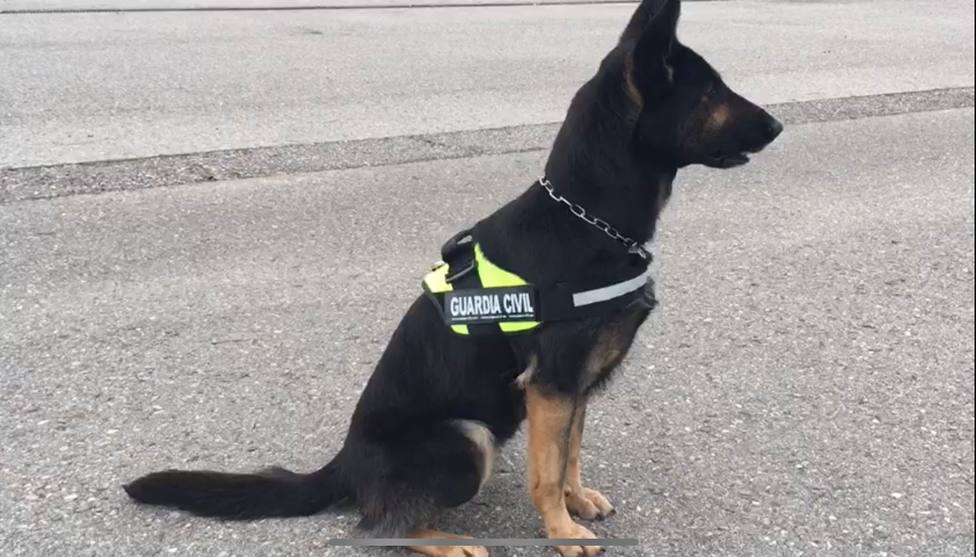 Dora, la heroína canina de la Guardia Civil que frustra la venta de droga