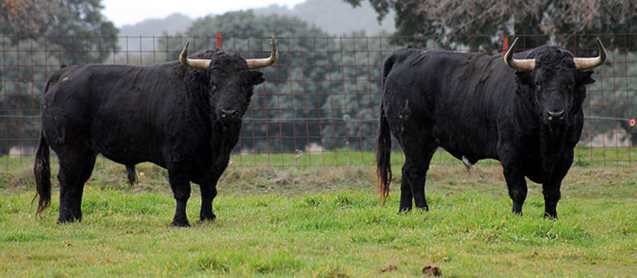 Dos de los toros de El Ventorrillo preparados para su lidia este 2013. S.N.