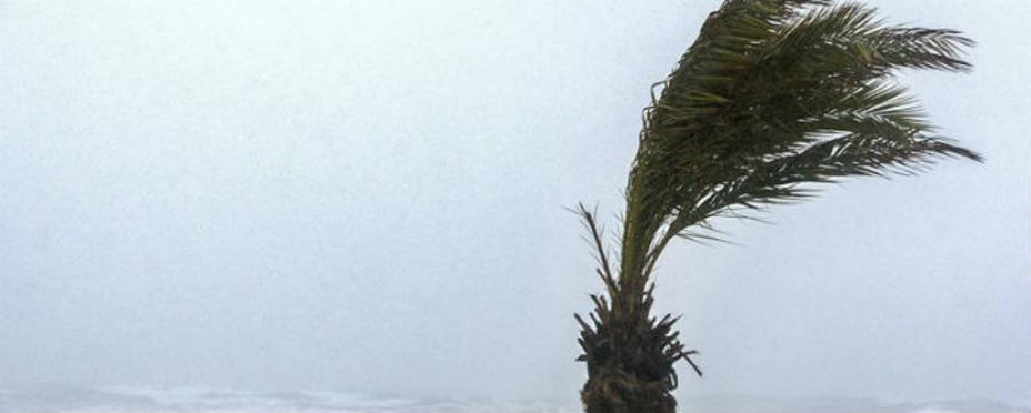 El viento dobla una de las palmeras de la playa de Gandía. EFE