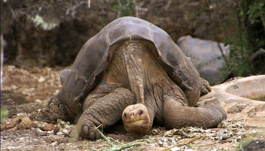 Investigadores españoles dan con las claves genéticas de la longevidad en tortugas gigantes