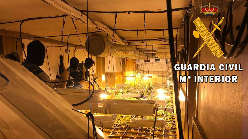 Detenido por un cultivo de 563 plantas de marihuana en un pub de Roquetas