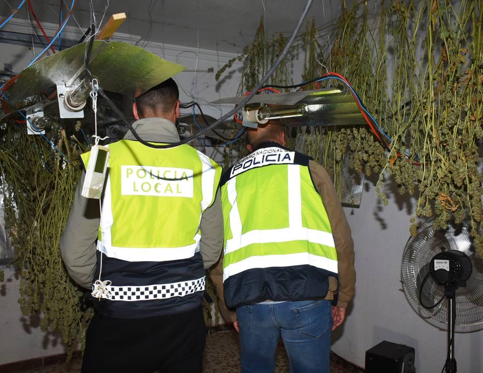 Desmantelada una plantación de marihuana en una casa de El Calvario