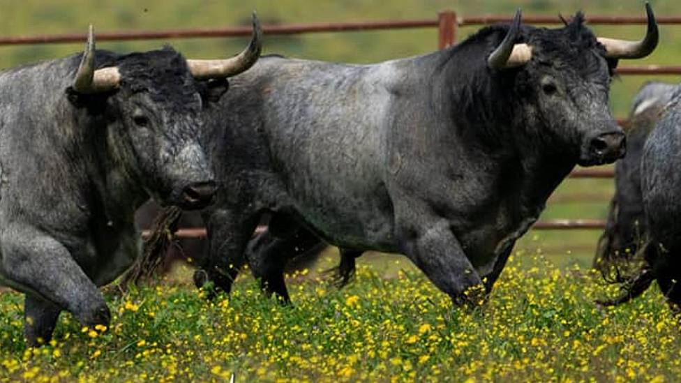 Córdoba abordará la alimentación del toro de lidia