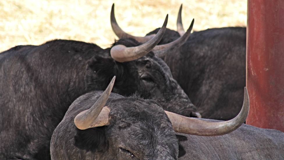 Varios de los toros de José Escolar expuestos durante estos días en la Venta del Batán