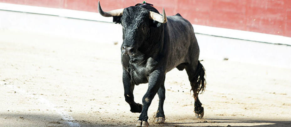 Zahorero, el toro de Miura para el que se ha pedido la vuelta el ruedo en Madrid. IVÁN DE ANDRÉS