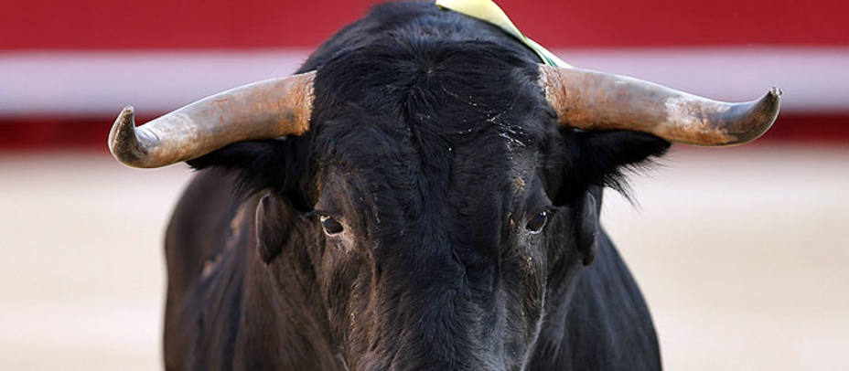 El toro será el protagonista de mulitutud de fiestas a lo largo de España y Francia. EFE