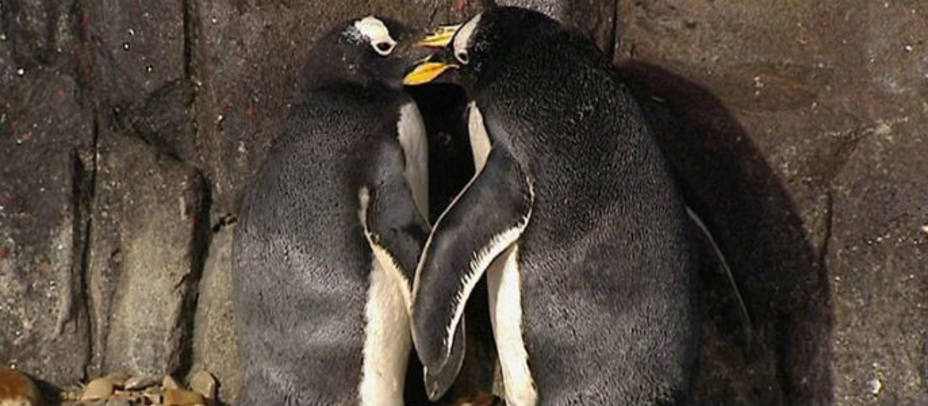 Una pareja de pingüinos en Faunia, EFE