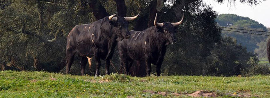 Dos de los toros de Palha reseñados para la Feria de Ceret. CERET-DE-TOROS.COM