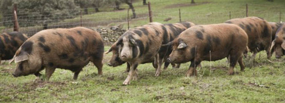 Cerdo manchado. Jamones Ecológicos de Jabugo S.R.L.U.