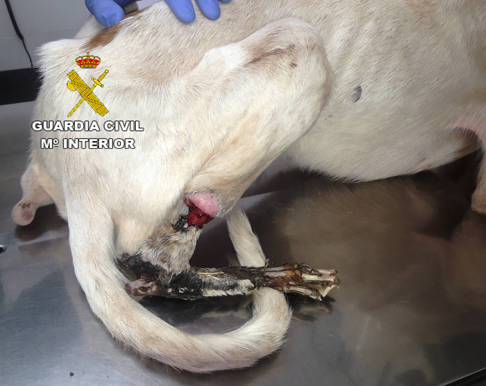 Maltrato a un perro en Peñíscola (Foto de archivo)