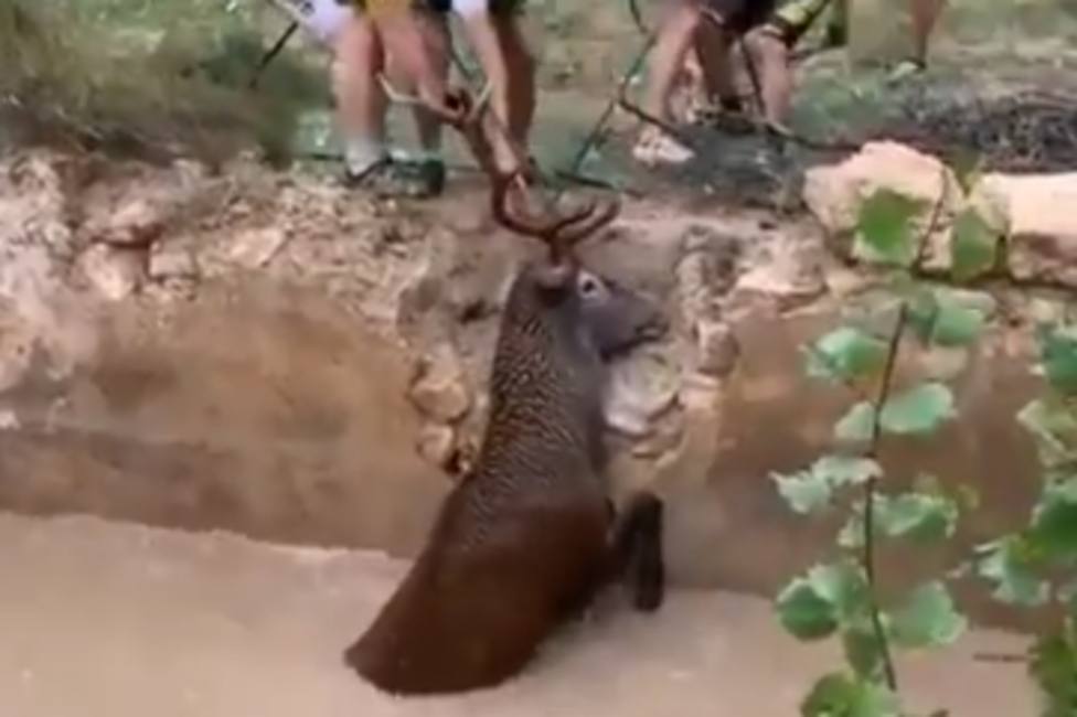 Un grupo de ciclistas realiza un emocionante rescate a un ciervo a punto de morir ahogado