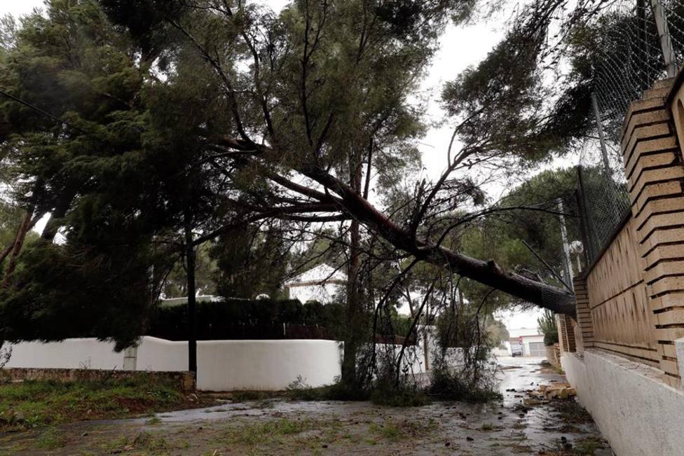 Vista de un árbol caído por los fuertes vientos del temporal Gloria en la localidad alicantina de Javea, este