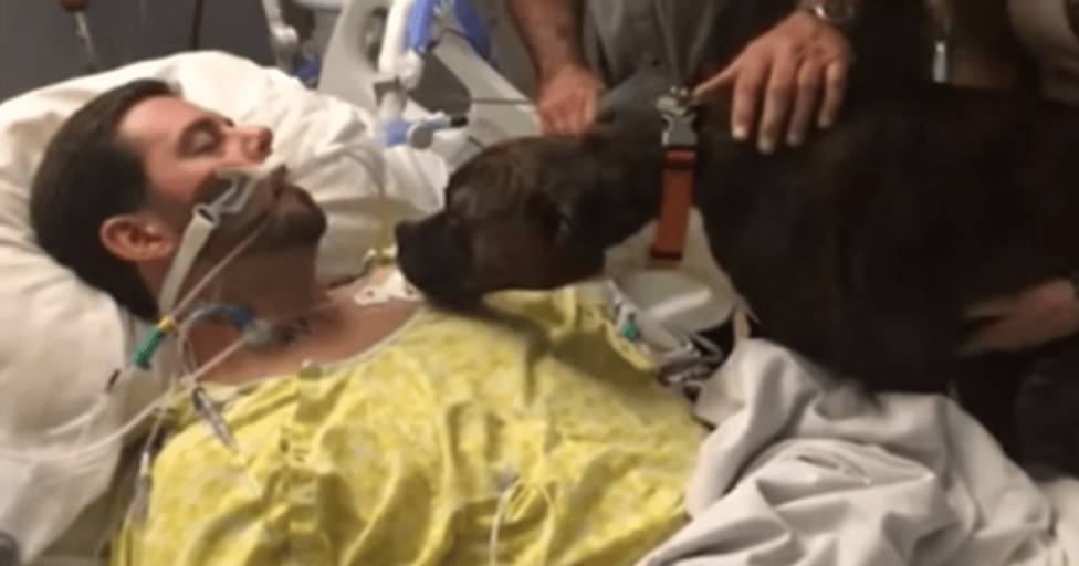 El emotivo reencuentro entre un Pitbull y su dueño en el hospital que te encogerá el corazón