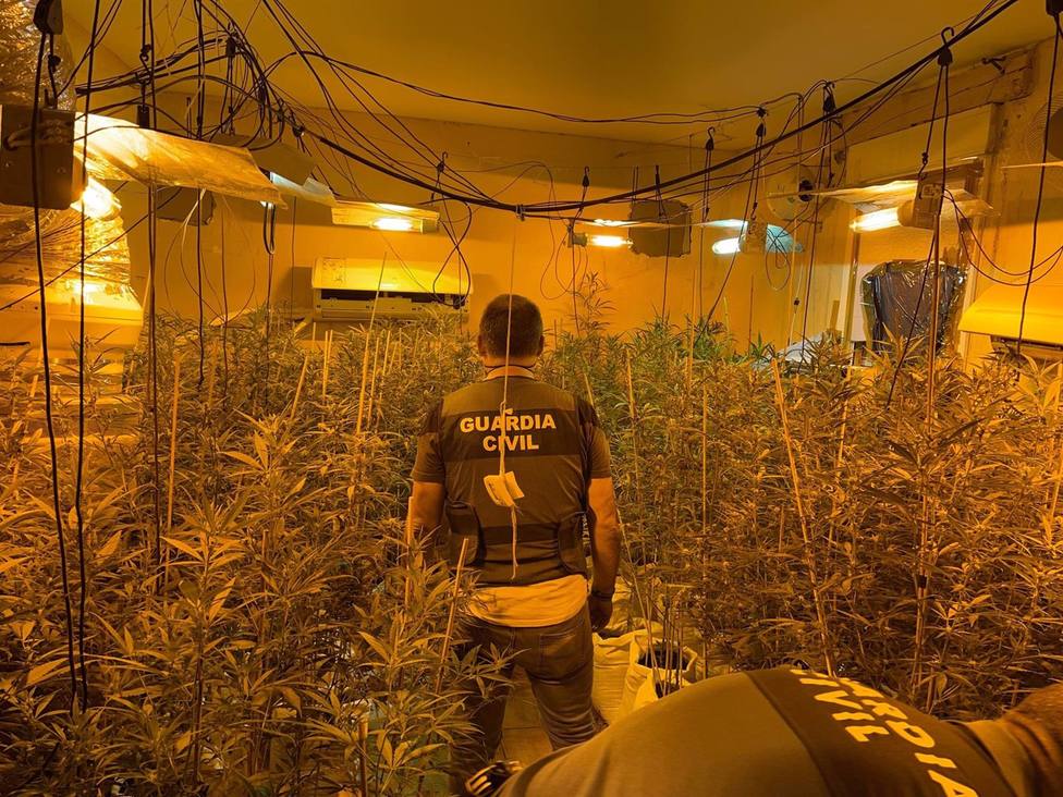 Dos detenidos con dos plantaciones de marihuana en viviendas de Almodóvar del Río