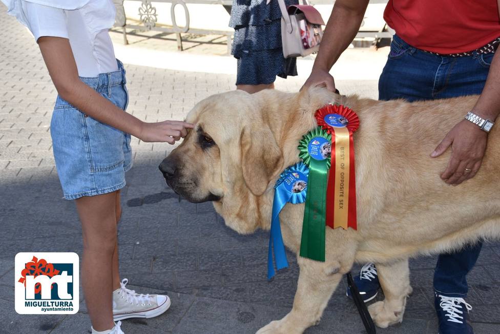 Un mastín de Miguelturra, primer premio en el World Dog Show