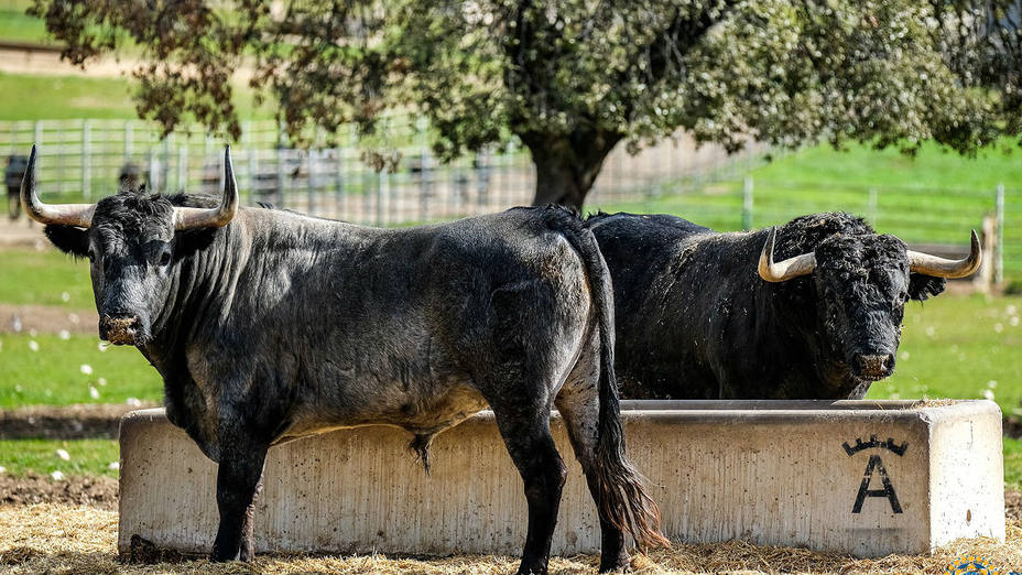 Los toros de Victorino Martín serán protagonistas un año más del Domingo de Ramos en Las Ventas