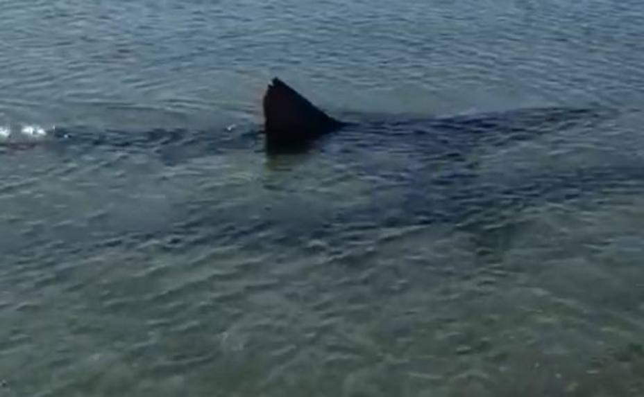 Tiburón Fuengirola