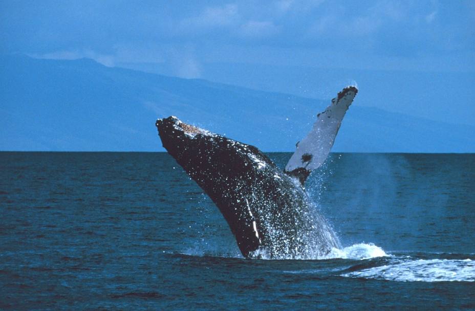 Una ballena jorobada