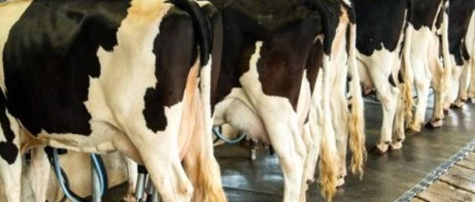 UU.AA reconoce que el fallecimiento de Lence “abre incógnitas” en el sector lácteo gallego