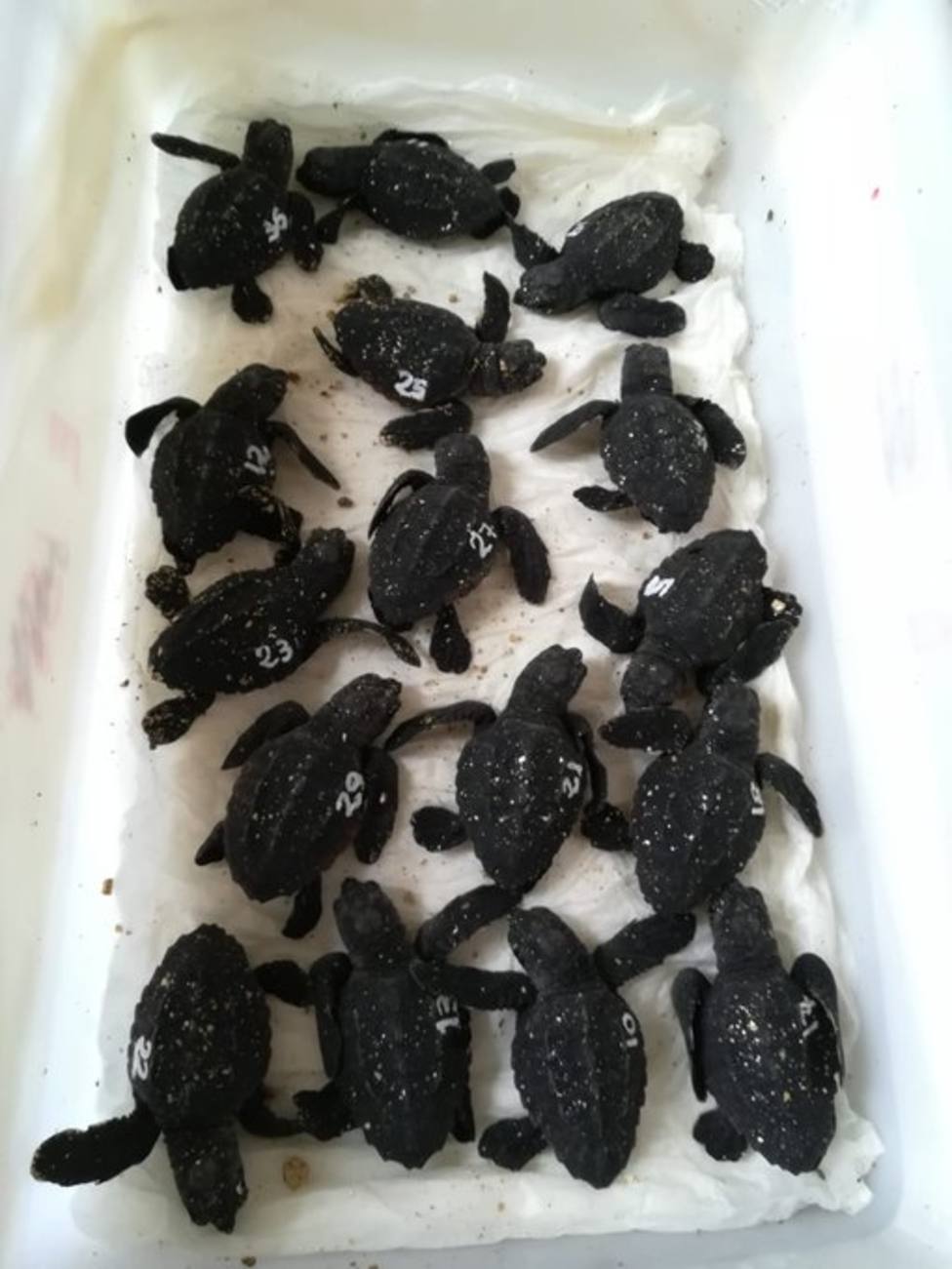 Siguen naciendo las crías de la tortuga boba que desovó en Ibiza