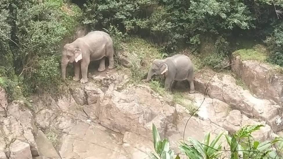 Así ha sido la trágica muerte de seis elefantes tras caer por una catarata en Tailandia