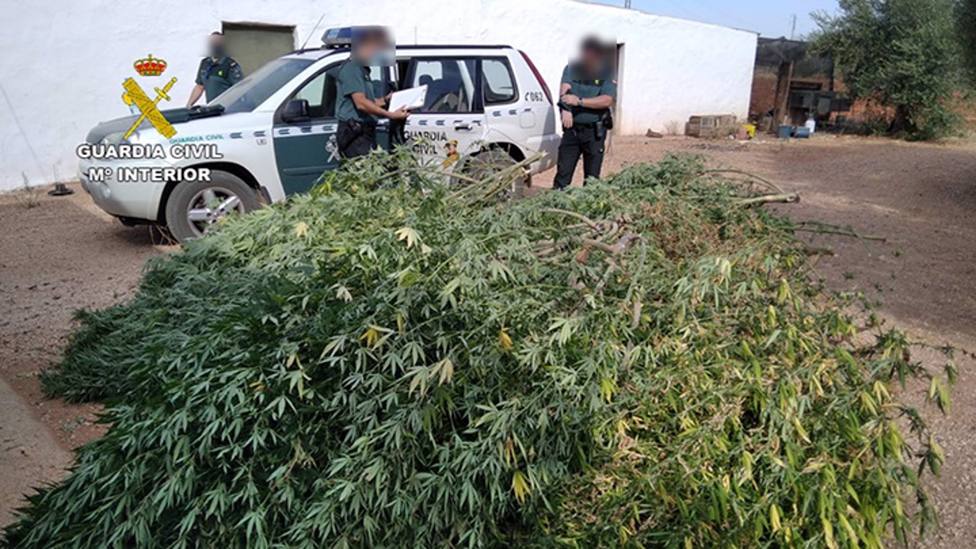 Desmantelada una plantación de marihuana en El Villar, pedanía de Fuente Palmera, con un detenido