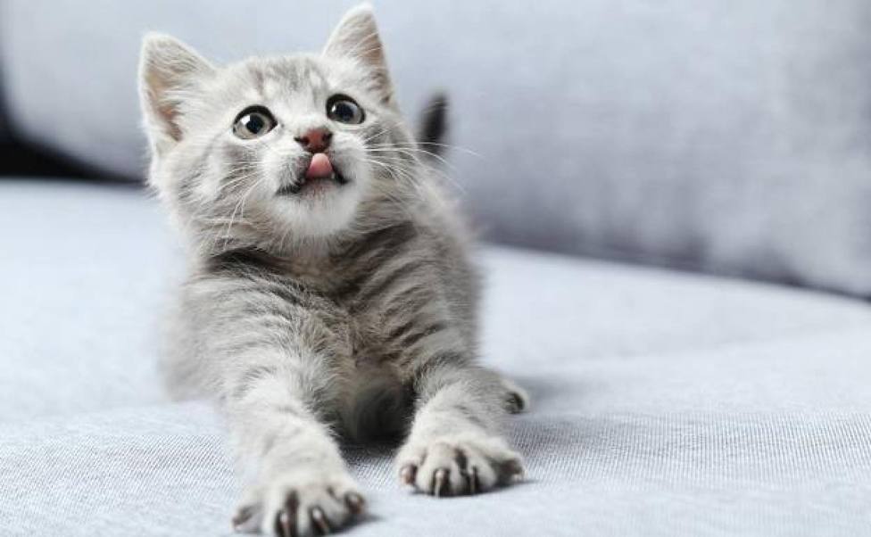 Un gatito se acerca a un enfermero y cuando se miraron la reacción del minino fue completamente inesperada