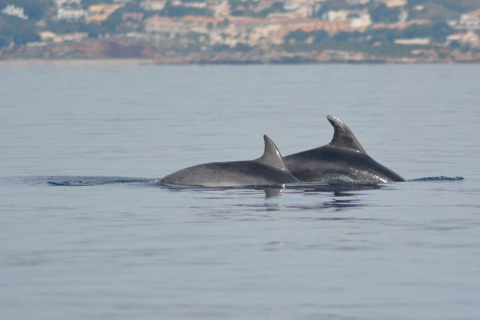 ctv-mke-delfines-mulares