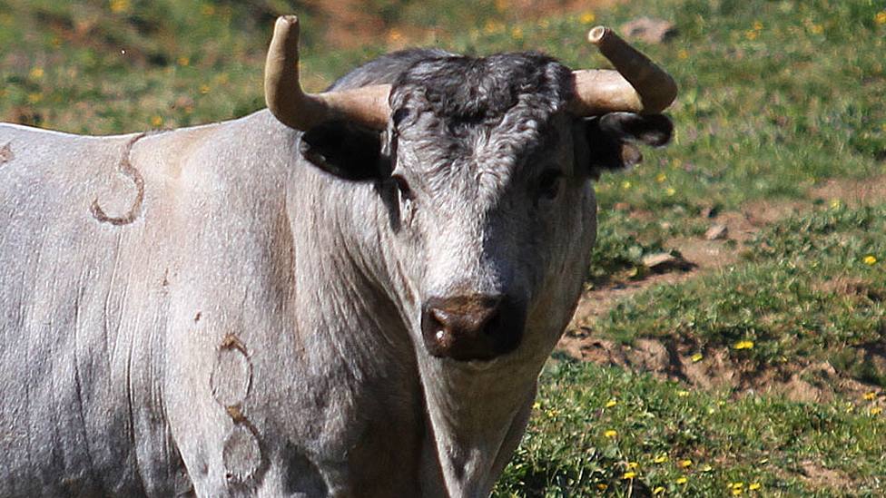 Uno de los toros de La Quinta reseñados para la Feria de Pascua de Arles