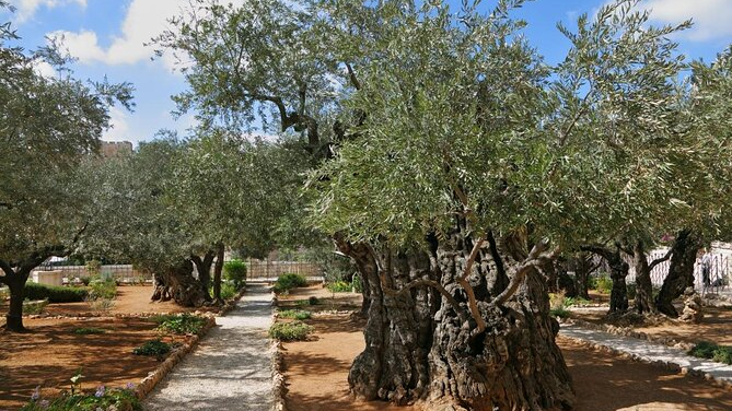Lo que esconde la reliquia: Dos hojas del Monte de los Olivos del huerto de Getsemaní”