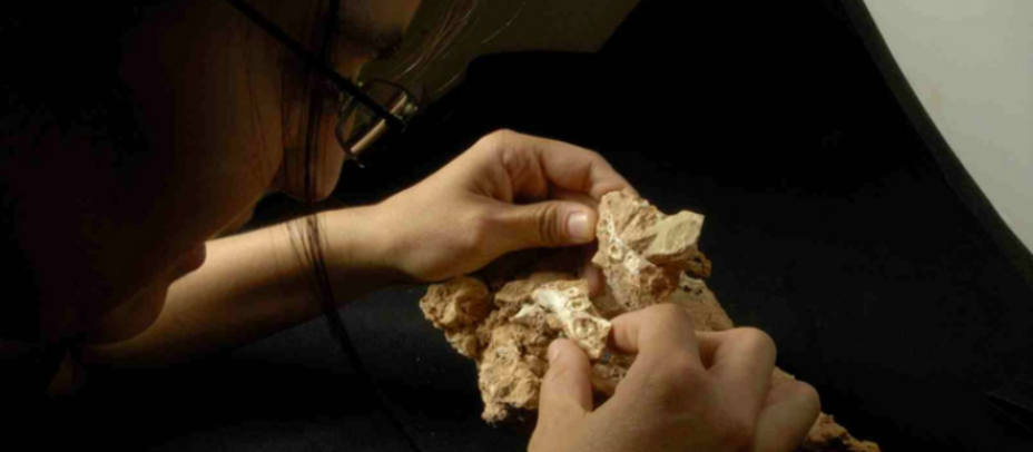 Investigadores estudian huesos. Fuente: Fundación Atapuerca