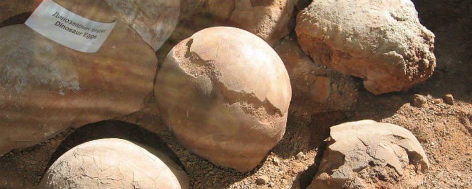 Huevos de dinosaurio del Museo Nacional de Historia de Ulaanbaatar. Imagen archivo