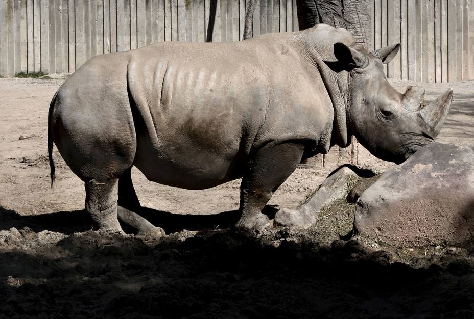 Rinoceronte | EFE