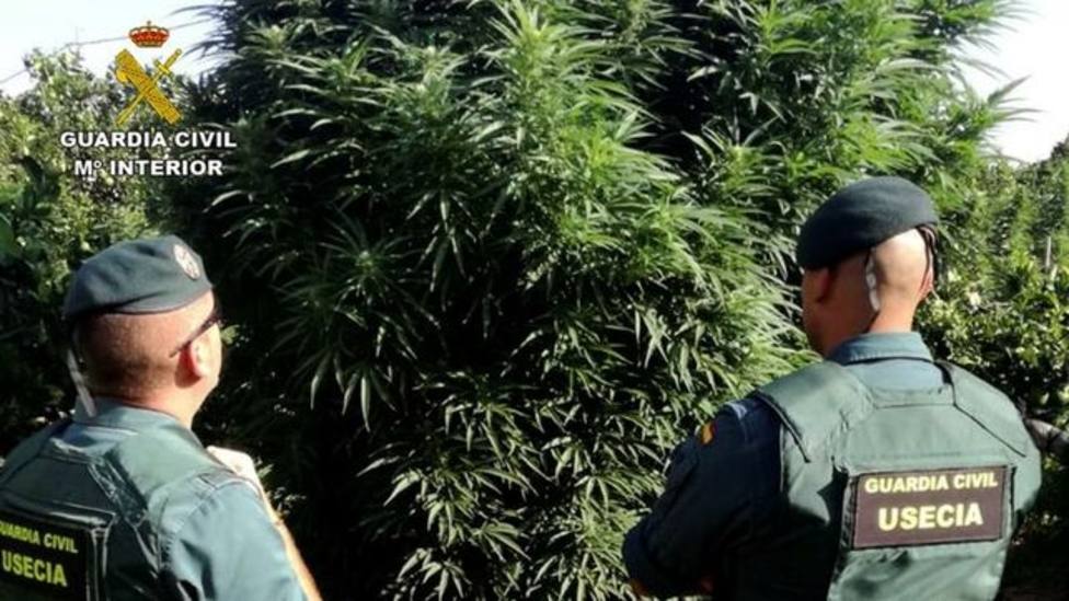 Detenido un policía local de Totana (Murcia) con una tonelada de marihuana