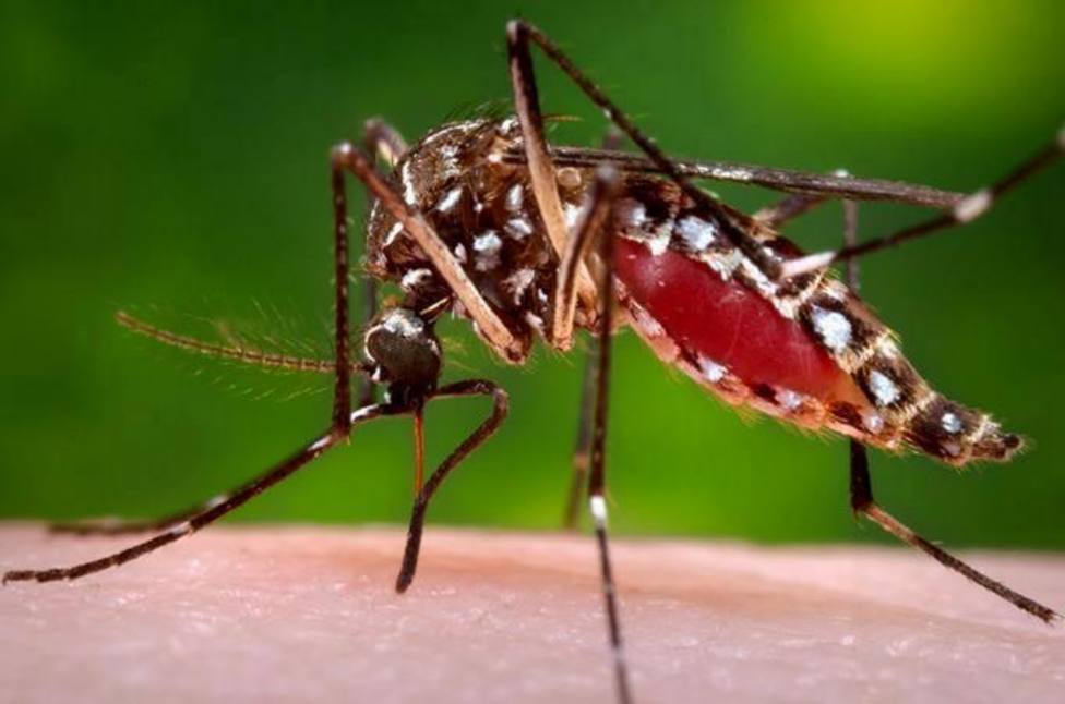 El innovador metodo de Ruanda para luchar contra los mosquitos de la malaria
