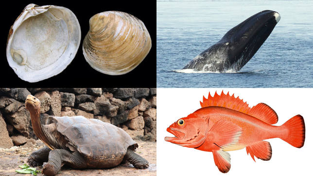 Los animales marinos que se volvieron virales esta la semana