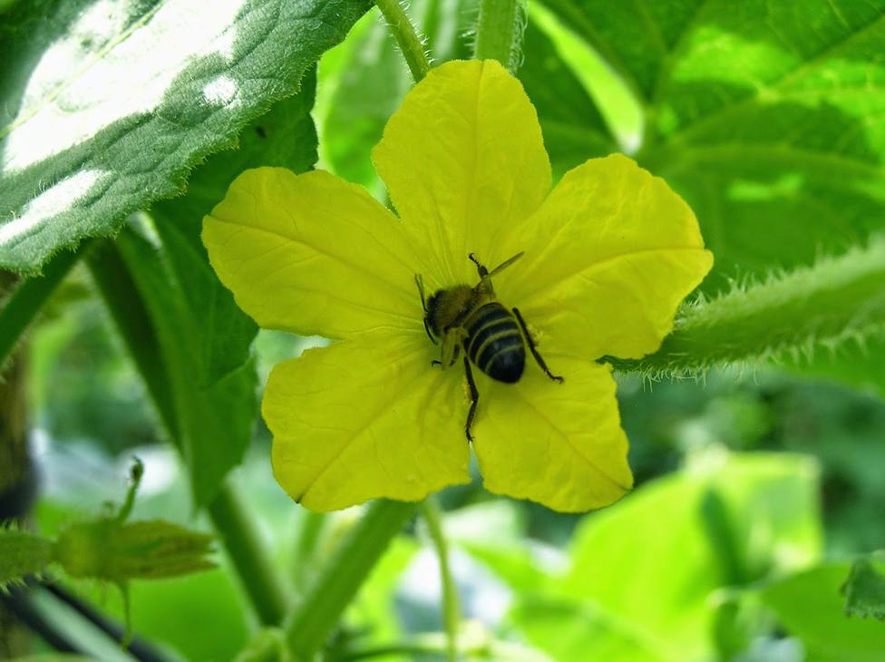 Grupo Agroponiente homenajea a los mejores polinizadores en su Día Mundial: Sin abejas, el mundo se acabaría