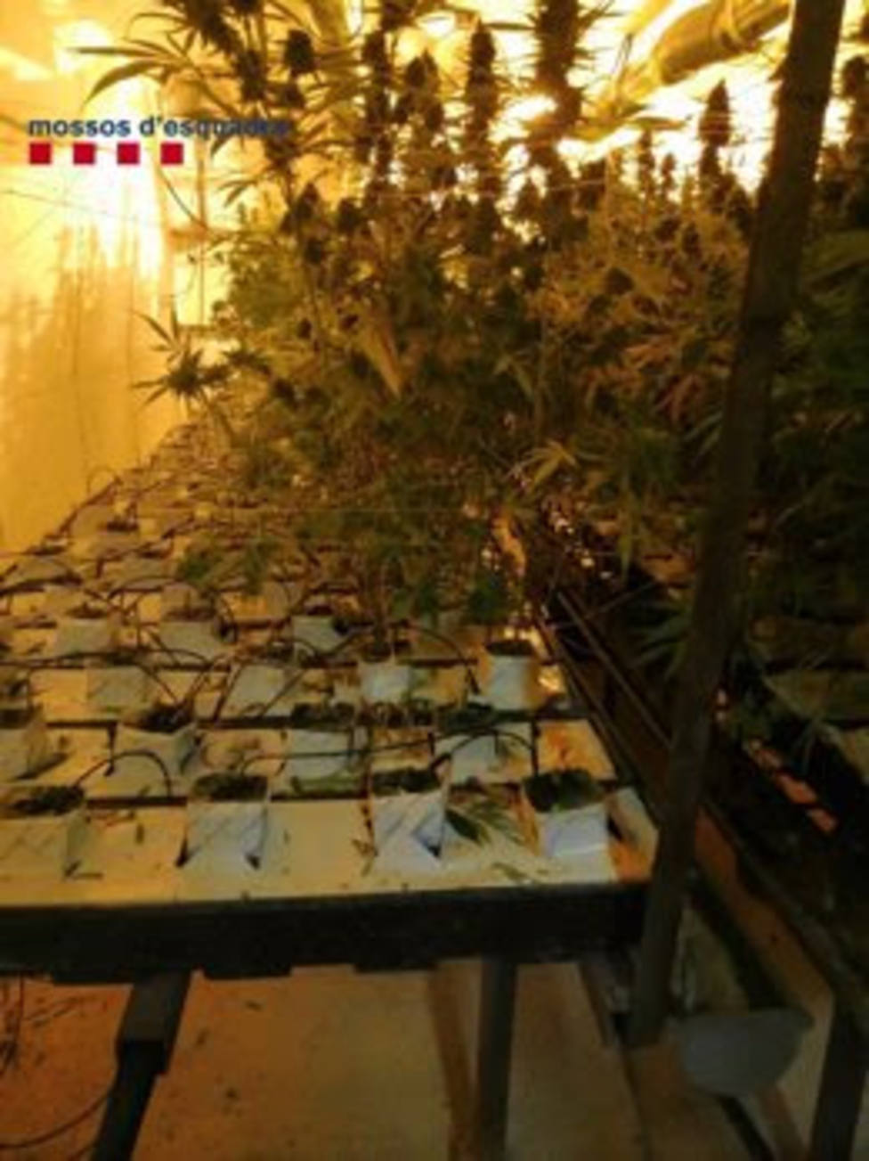 Plantación de marihuana subterránea descubierta por los Mossos