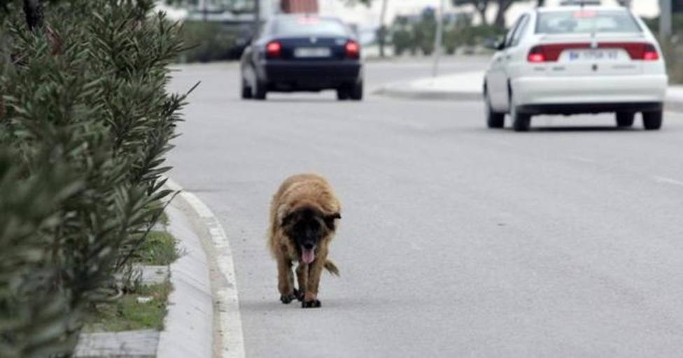 ¿Cuáles son las principales causas de abandono de perros y gatos en España?
