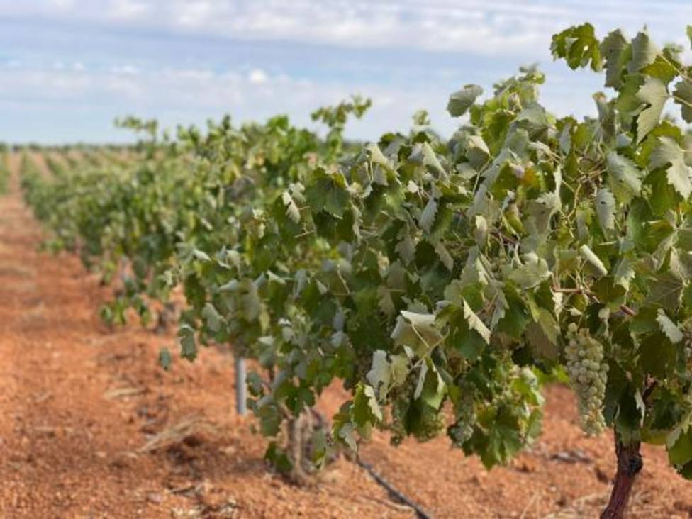 El Gobierno de Castilla-La Mancha espera una campaña vitivinícola rentable para todos, especialmente para los viticultores