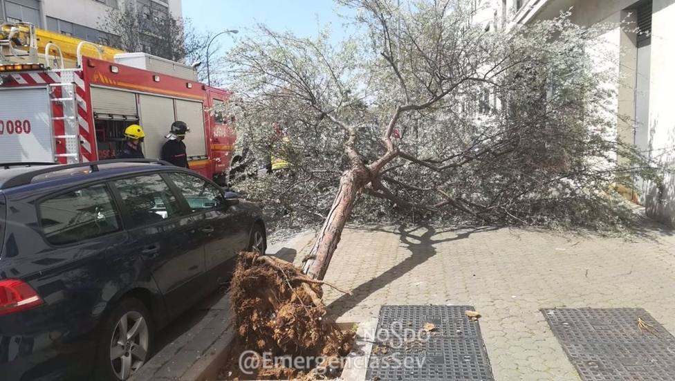 Sevilla.- Sucesos.-Unas 100 incidencias por el viento con al menos tres heridos por caÃ­das de cornisas y otros elementos