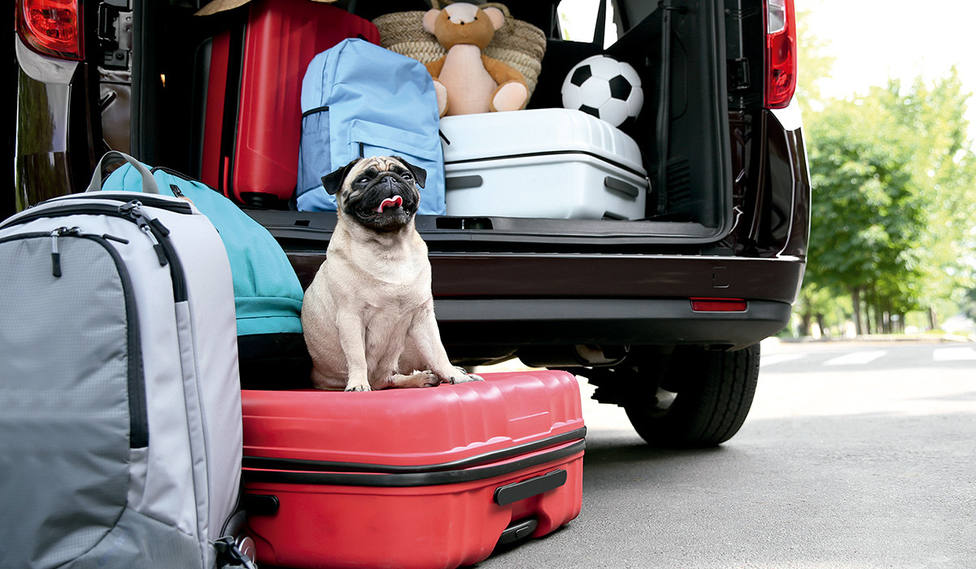 Cómo viajar con mascotas en coche: La práctica prohibida que realizan muchos dueños de perros