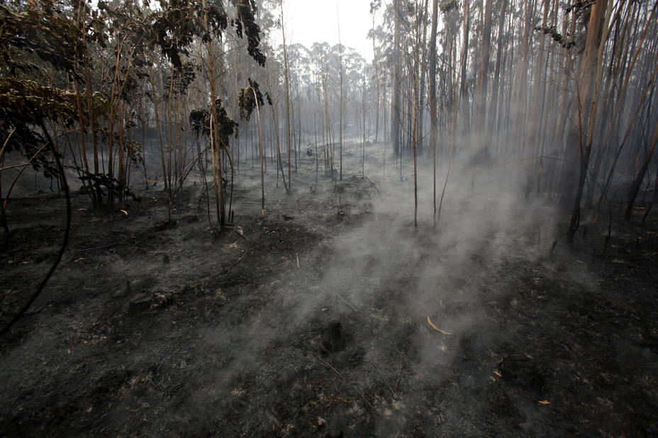 Smoke is seen amidst burned trees after a forest fire in Chandebrito