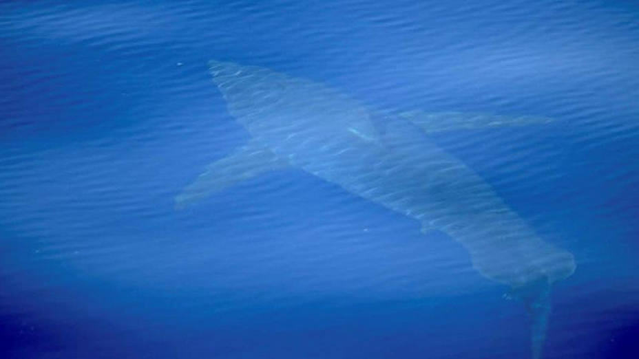 ctv-esn-tiburon