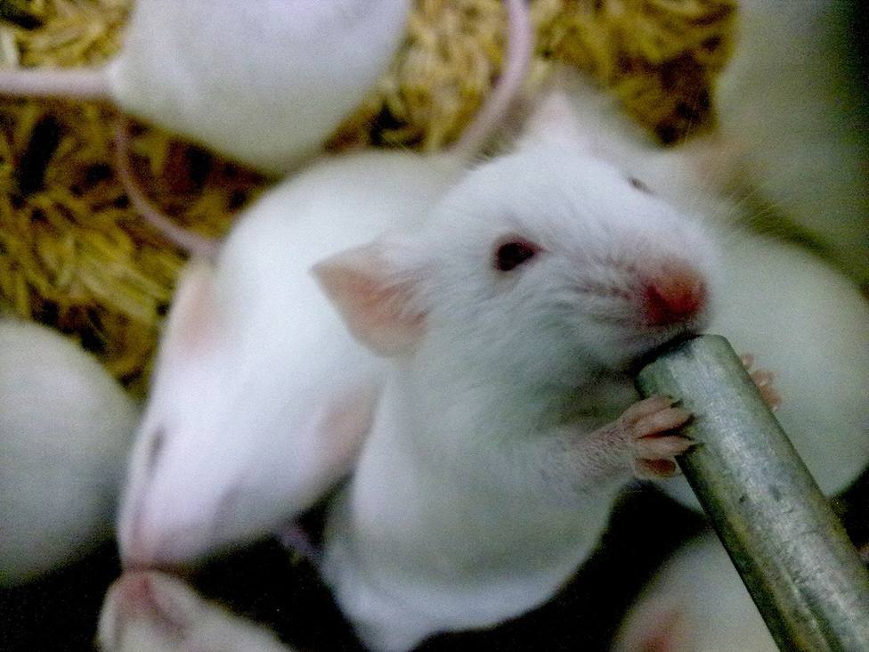 Un estudio llevado a cabo en ratones revela una proteína protectora contra el cáncer de hígado