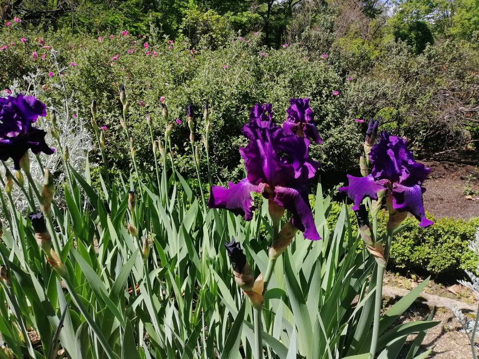 El Thyssen y el Botánico se unen en Un paseo entre las flores