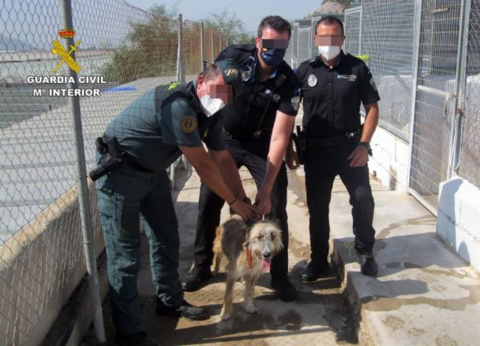 La Guardia Civil investiga a un vecino de Águilas por maltratar a su perro dándole patadas y puñetazos