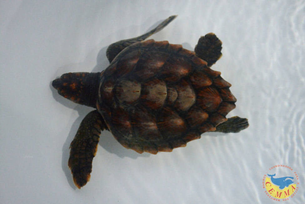 El ejemplar de tortuga común trasladada por un buque pesquero de Cariño - FOTO: CEMMA