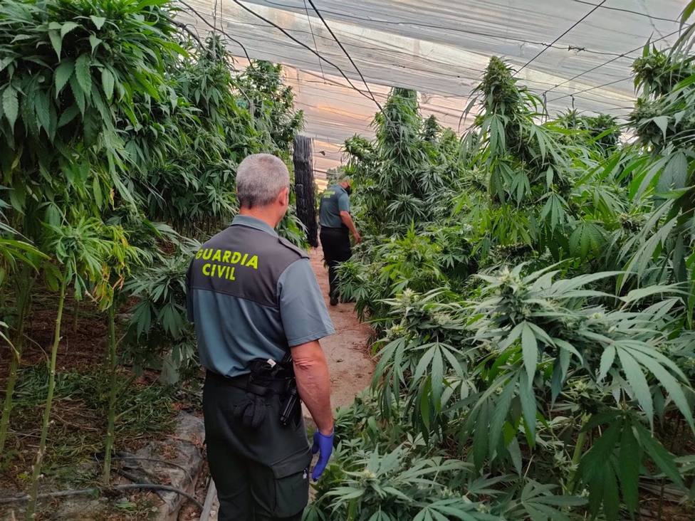 Granada.- Sucesos.- La Guardia Civil se incauta de 9.600 plantas de cannabis sativa en Cuevas del Campo