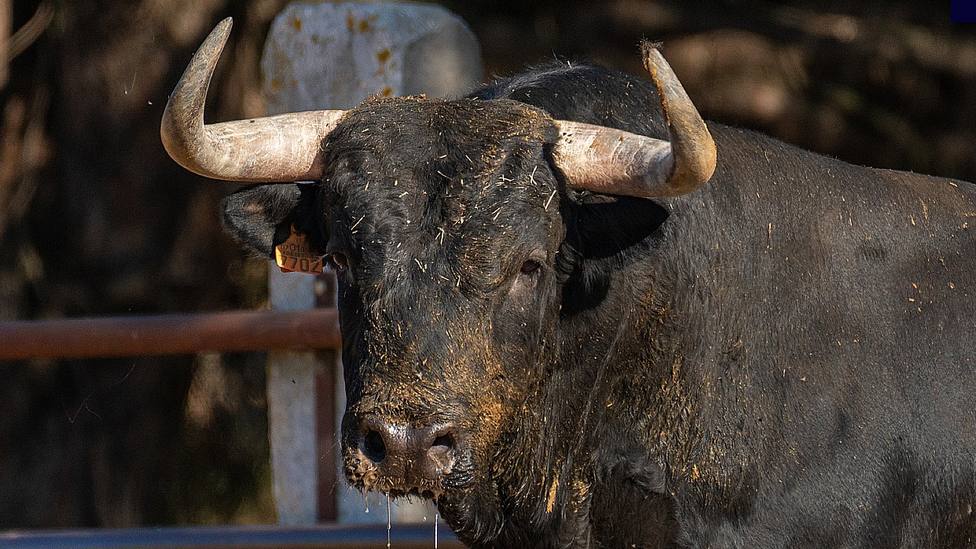 Uno de los toros de Las Monjas que se jugarán en la capea de Leganés